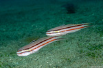 Valenciennea