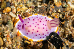 Mexichromis