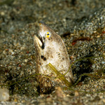 Ophichthinae