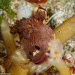 Nembrothinae
