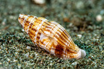 Prodotiidae