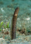 Heteroconger