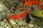Paracheilinus