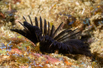 Sedentaria