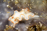 Thorunna