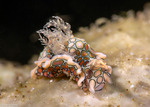 Gastropteridae