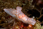Polycerinae