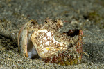 Amphioctopus