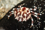 Crabs