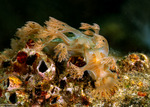 Tritoniidae