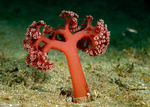Alcyonacea