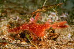 Solenostomus