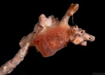 Discodorididae