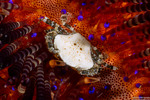 Portunidae