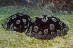 Pleurobranchoidea