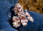 Hymenocera