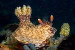 Jorunna