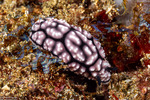 Phyllidiella