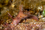 Aegiridae