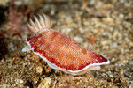 Chromodorididae