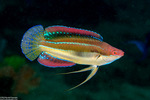 Cirrhilabrus