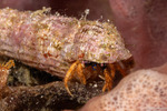 Hermit Crabs