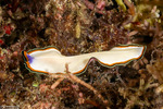 Rhabditophora