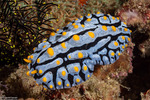 Phyllidioidea