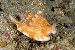 Littorinimorpha
