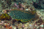 Macropharyngodon
