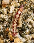 Miamirinae
