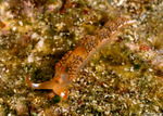 Moridilla