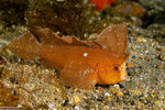 Tetrarogidae
