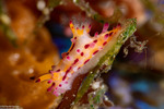 Onchidoridoidea