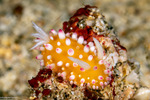 Nudibranchs