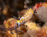 Favorinus