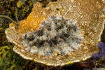 Dendrodorididae