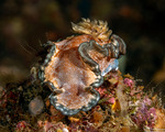 Chromodoridinae
