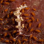 Facelinidae