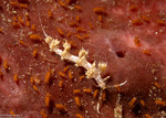 Cratena
