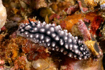 Phyllidiella