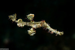 Solenostomus