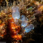 Clavelinidae