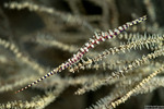 Eumalacostraca
