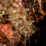 Cypraeoidea