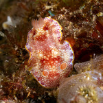 Goniobranchus