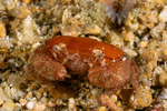 Platypodia