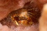 Decapoda