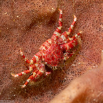 Porcellanidae