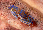 Crabs